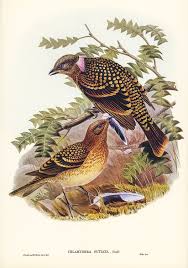 Free Public Domain Www Rawpixel Com Guttated Bower Bird Chlamydera Guttata Illustrated By Elizabeth Gou Illustration Bird Illustration Birds Of Australia