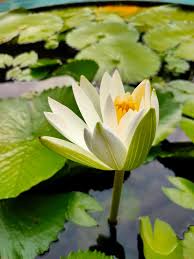 Image result for Nymphaea heudelotii
