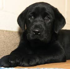 A Perfect Storm Of Cute Cheetah Cubs Grow Up With Puppy Labrador Retriever Siyah Labrador Retriever