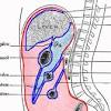 Gallbladder in relation to liver. 1