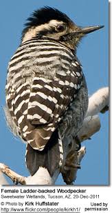 Because of its size, it is able to make a living even in scrubby growth along dry washes (other desert woodpeckers, like gila woodpecker and gilded flicker, require giant cactus or larger trees for nest sites). Ladder Backed Woodpeckers Beauty Of Birds