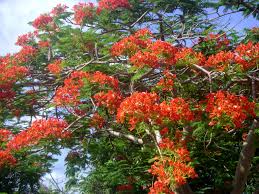 The evergreen kadam tree is a big shade tree associated with lord krishna. Inspirational Images Of Red Flowering Trees Top Collection Of Different Types Of Flowers In The Images Hd