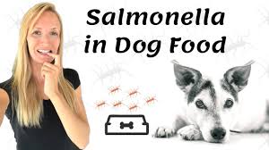 *free* shipping on orders $49+ and the best customer service! Top 10 Dog Foods That Have Never Been Recalled 2021 Reviews Top Picks Doggie Designer