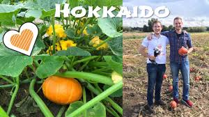 Wir nehmen hier für sie die drei häufigsten fehler beim kürbisanbau genauer unter die lupe! Hokkaido Kurbis Pflanzen Anbau Und Ernte Youtube