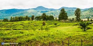 Hamparan Hijau Kebun Teh Di Gunung Mas Puncak Bogor Garis Batas