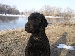 Tiny izzy is a 3.5 lb spayed female mixed miniature poodle. Why Do Most Spoos Have A Shaved Face Poodle Forum