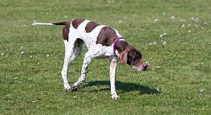 Color your dog with light brown or the shades of it, color patch with white or black again its totally your choice. How To Draw A Pointer Step By Step Easy Animals 2 Draw