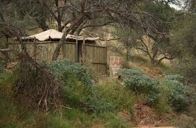 Image result for Eragrostis porosa