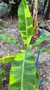 Image result for Musa sp. (Ornamental bananas)