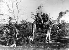 We hope your at home learning is of to a great start, even if you take a slip you when camels were no longer needed, many of the australia cameliers were transferred to the light horse. Australian Feral Camel Wikipedia