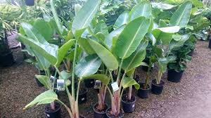 They live in eastern indonesia, maluku, papua new guinea, torres strait islands, and eastern australia. Giant Bird Of Paradise Plant Profile Oxley Nursery Brisbane