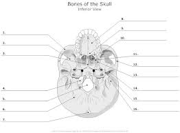 Diagram unlabeled download or read online ebook muscles diagram unlabeled in pdf format from the best user guide database 3c (infer meaning). Ba 1631 Unlabeled Anatomy Diagrams Free Diagram