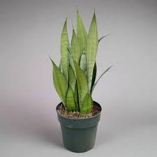 Image result for Sansevieria