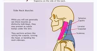 Drawsh The Side Of The Neck Neck Sides Fitness Inspiration