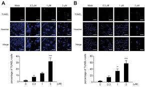 Image result for Valrubicin