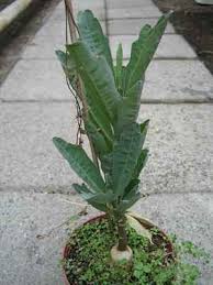 Image result for Adenia repanda