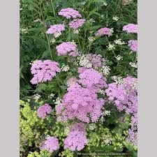 Image result for Pimpinella buchananii