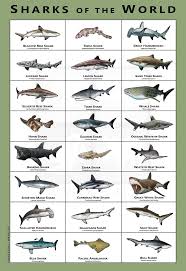 Sharks Of The World Art Poster Field Guide Shark Pictures Shark Species Of Sharks