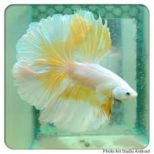 Aquabid Com Halfmoom Betta Auctions Sun May 25 23 05 28 2014 Betta Fish Types Tropical Fish Aquarium Betta Fish