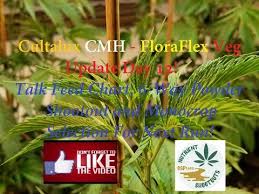 cultilux cmh floraflex veg update day 12 youtube