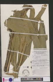 Image result for Renealmia africana