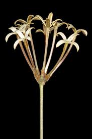 Image result for Kohautia