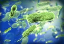 Die humanmedizinisch bedeutsamsten isolate dieser spezies gehören den serogruppen o1 oder o139 an und verursachen die cholera, eine durch massive wässrige durchfälle ausgezeichnete infektion des dünndarmes. Tropeninstitut Reisekrankheiten Vibrio Infektion
