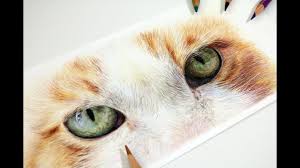 How to draw realistic cat eyes hello in this video you will learn how to draw realistic cat eyes. How To Draw Cat Eyes With Coloured Pencil Realistic Drawing Tutorial Youtube