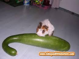 Epingle Sur Animaux