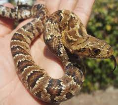 Baby False Water Cobras For Sale Beautiful Snakes Snake Lovers Cobra