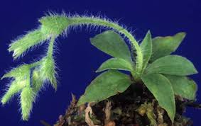 Image result for Vernonia fractiflexa