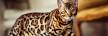 Bengal Cat Breeders In Virginia - Bengal Cat Club