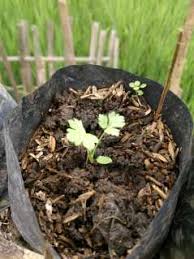 We did not find results for: Tips Menanam Seledri Di Rumah Dengan Mudah Star Farm International