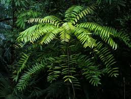 Tongkat ali is a flowering plant native to indonesia, malaysia. Eurycoma Longifolia Jack Is The Herb Name For What Is More Commonly Stock Photo Picture And Royalty Free Image Image 117536884
