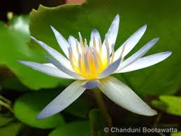 Image result for Nymphaea nouchali