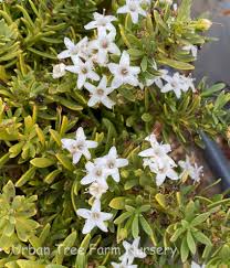 Image result for Hippocratea parvifolia