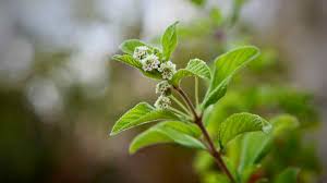 Image result for Lippia javanica