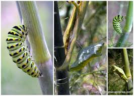 Check spelling or type a new query. Black Swallowtail Caterpillar Catherine Sherman