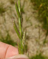 Image result for Lolium multiflorum