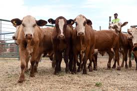 images?q=tbn:ANd9GcQmxvXEzRux6tk8tvp01BWggFKmtFNXt5HE9A&s