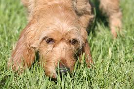 Maybe you would like to learn more about one of these? Basset Fauve De Bretagne Hunde Rassen Information Omlet