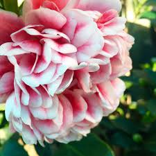 Camellia Volunteer Medium Espalier Fan