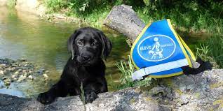 We did not find results for: Vous Souhaitez Devenir Famille D Accueil D Un Futur Chien Guide Chiens Guides D Aveugles D Ile De France
