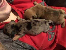 Look at pictures of dachshund dachshund puppies and dogs. Purebred Miniature Dachshund Puppies For Sale In Ocala Florida Classified Americanlisted Com
