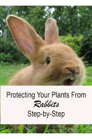 You can quickly and easily protect all your plants from rabbit damage. How To Repel Plant Eating Rabbits From Your Garden 2021 Own The Yard Plants Rabbit Garden