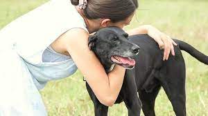Check spelling or type a new query. 4 Ways To Gain A Dog S Trust Wikihow Pet