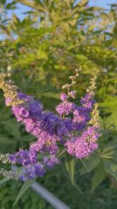 Image result for Vitex patula