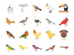 Draw three circles as you see on this picture. Cartoon Bird Drawing Frebers