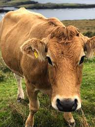 Yesterday While Walking Through The Irish Countryside I Met This Friendly Dairy Cow Aww