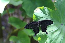 穹翠鳳蝶 台灣烏鴉鳳蝶 papilio dialis subsp tatsuta beautiful butterflies plant leaves plants